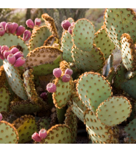 Cactus Natural flavour